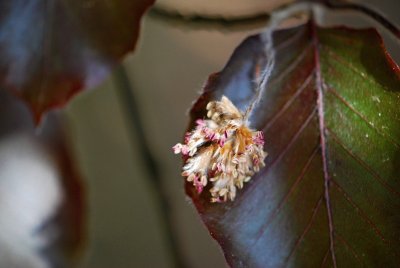 Fagus sylvatica 'Atropurpurea' - buk obecný, lesní - květenství